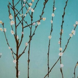 Wild Plum in Flower - Peter Wareham