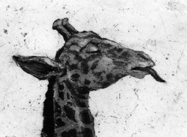 Giraffe Head - Chris Salmon