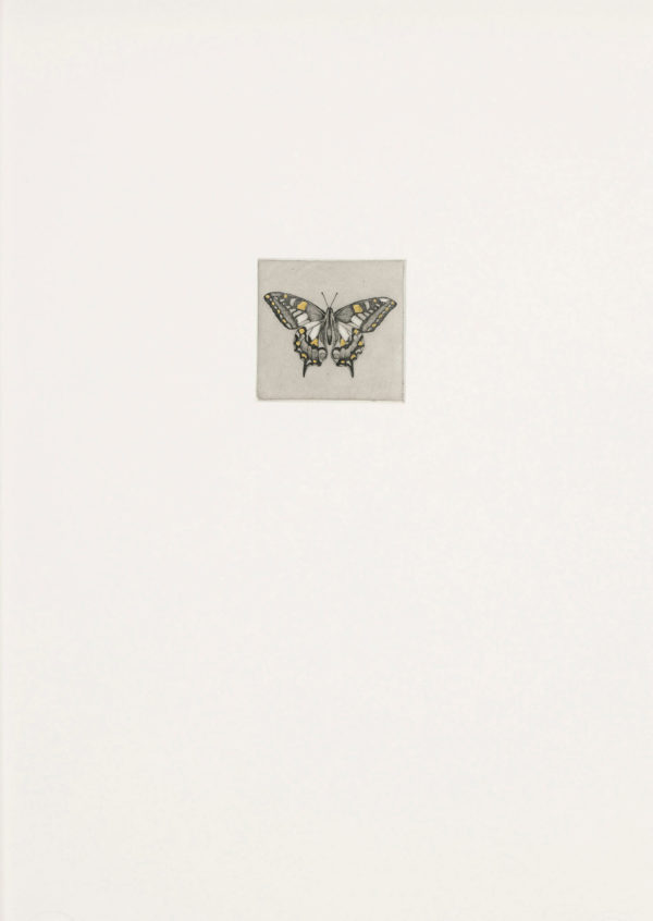 Butterfly - Guy Allen