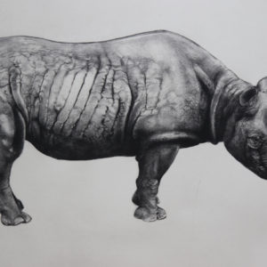 Rhinoceros (state II) - Tammy Mackay