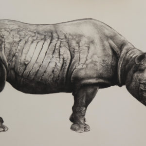 Rhinoceros (state III) - Tammy Mackay
