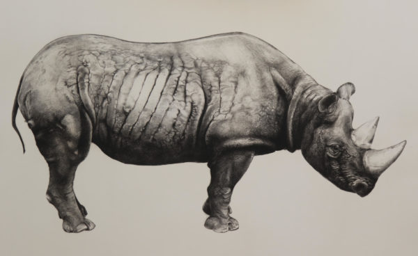 Rhinoceros (state III) - Tammy Mackay